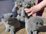 Gatitas británicas de pelo corto BHK en venta - photo 1