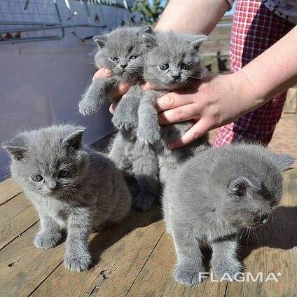 Gatitas británicas de pelo corto BHK en venta