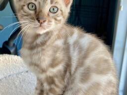 Gatitos Bengalíes