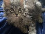 GATITOS MAINE COON - photo 2