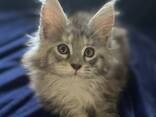 GATITOS MAINE COON - photo 3