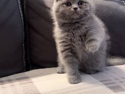 Gatitos Scottish y British fold