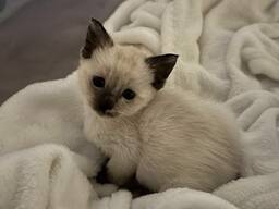 Gatitos siameses