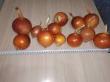 Golden onions from Kazakhstan - photo 2