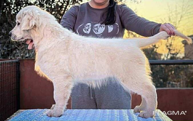 Golden Retriever – Cachorro