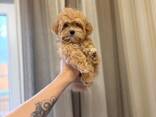 Gorgeous maltipoo F1 puppies for sale - foto 2