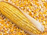 Granos de maíz para humanos , no ogm - фото 1