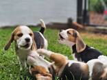 Hermosos cachorros beagle en venta. - фото 1