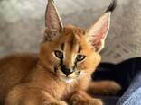 Hermosos gatitos caracal disponibles - фото 1