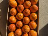 Хурма свежая - фото 2