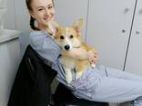 Консультация ветеринарного врача