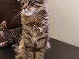 Gatitos de la raza Maine Coon. Documentación completa. Excelente pedigrí. - фото 1