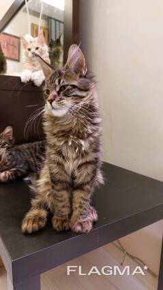 Gatitos de la raza Maine Coon. Documentación completa. Excelente pedigrí.