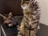Котятя породы Мейн-Кун. Полный пакет документов. Отличная родословная. - фото 3