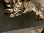 Gatitos de la raza Maine Coon. Documentación completa. Excelente pedigrí. - фото 5