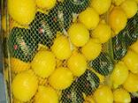 Лимон - photo 4