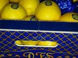 Лимон "Primofiori" с Испании - фото 2