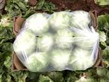 Руккола, листовые салаты, айсберг салат. Прямые поставки из Испании и Италии - фото 6
