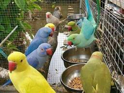 Loro de collar indio parlante súper amigable