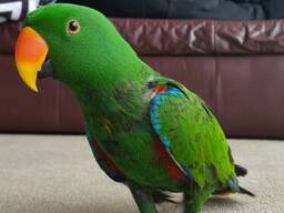 Loro Eclectus hembra