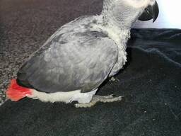 Loros gris africanos para adopcion