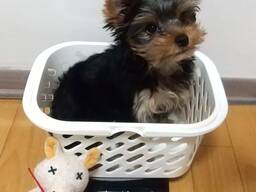 Male and female Yorkshire terriers puppies for sale