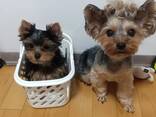 Male and female Yorkshire terriers puppies for sale - photo 1