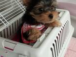 Male and female Yorkshire terriers puppies for sale - photo 2