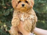Maltipoo F1 puppies looking for forever homes - фото 1