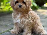Maltipoo F1 puppies looking for forever homes - фото 3