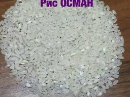 Medium grain elite rice, Camolino, other grains