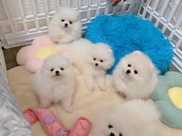 Meet our two absolutely adorable Pomeranian puppies