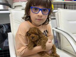 MINIATURE toy poodle puppies for sale