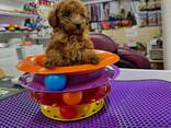 MINIATURE toy poodle puppies for sale - photo 1