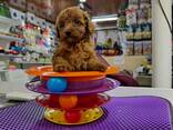MINIATURE toy poodle puppies for sale - photo 2