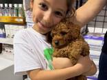 MINIATURE toy poodle puppies for sale - photo 3