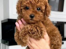 MINIATURE toy poodle puppies for sale