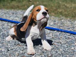Our beautiful beagle puppies for sale