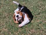 Our beautiful beagle puppies for sale - фото 1