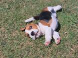 Our beautiful beagle puppies for sale - фото 2