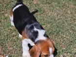 Our beautiful beagle puppies for sale - фото 3
