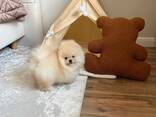 Our beautiful Pomeranian puppies are looking for a new home - foto 2