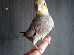 Нимфа корелла выкормыш nimfa papillera