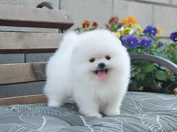 Очаровательные щенки померанского шпица