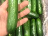 Огурцы - foto 1