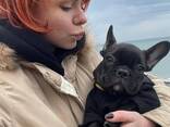Our adorable litter French bulldog puppies is now ready to leave for their new homes! - фото 1