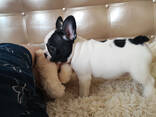 Our adorable litter French bulldog puppies is now ready to leave for their new homes! - фото 3