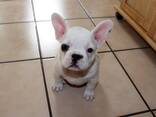 Our adorable litter French bulldog puppies is now ready to leave for their new homes! - foto 2