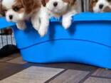 Our beautiful king Charles puppies are looking for a new home - foto 1