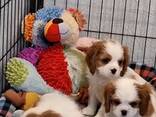 Our beautiful king Charles puppies are looking for a new home - foto 2